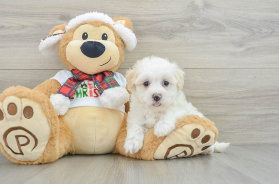 Maltipoo Pup Being Cute