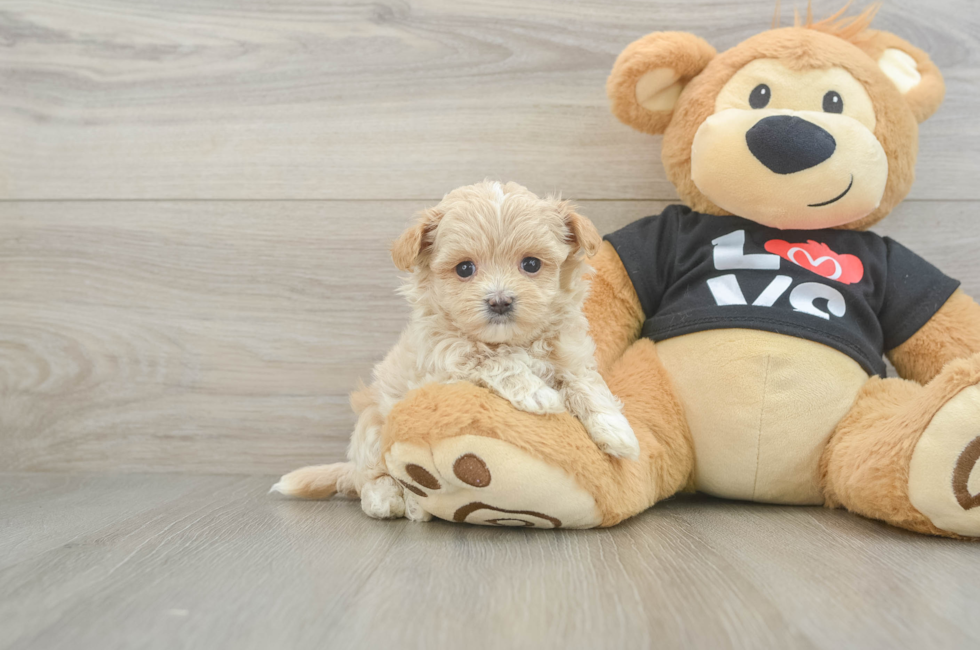 5 week old Maltipoo Puppy For Sale - Lone Star Pups