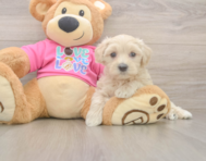 5 week old Maltipoo Puppy For Sale - Lone Star Pups