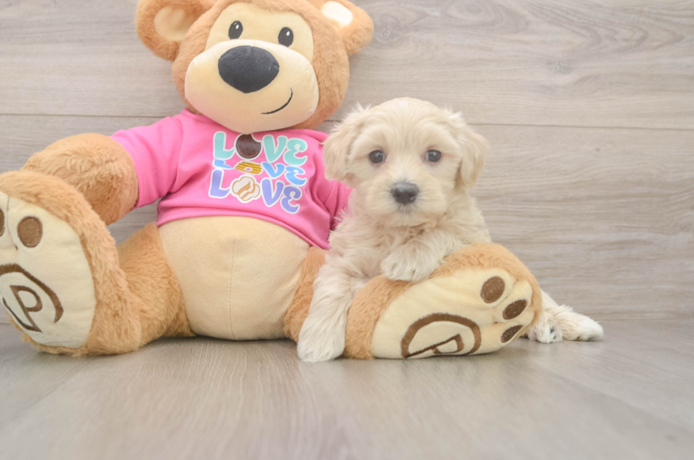 5 week old Maltipoo Puppy For Sale - Lone Star Pups