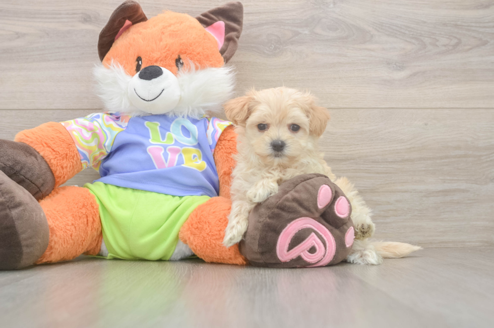 6 week old Maltipoo Puppy For Sale - Lone Star Pups