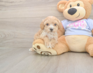 7 week old Maltipoo Puppy For Sale - Lone Star Pups