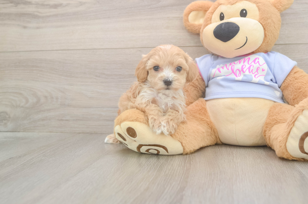 5 week old Maltipoo Puppy For Sale - Lone Star Pups