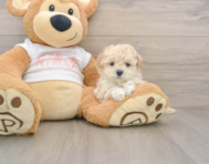 6 week old Maltipoo Puppy For Sale - Lone Star Pups
