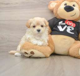 7 week old Maltipoo Puppy For Sale - Lone Star Pups