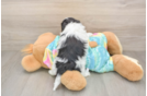 Maltipoo Puppy for Adoption