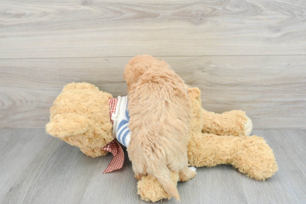 Playful Maltese Poodle Poodle Mix Puppy