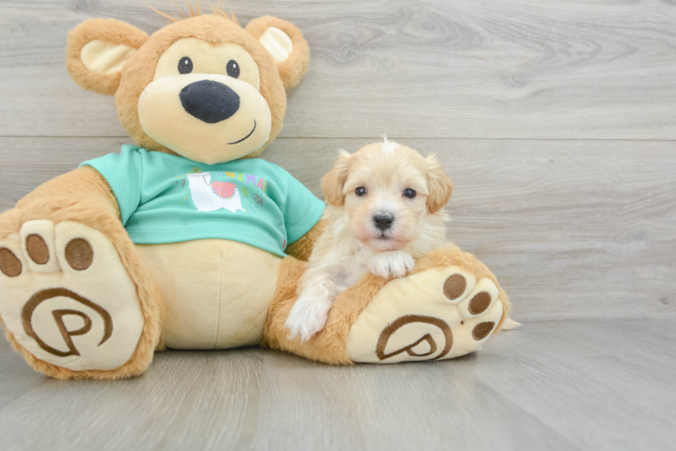 Adorable Moodle Poodle Mix Puppy