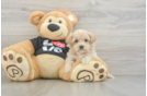 Maltipoo Pup Being Cute