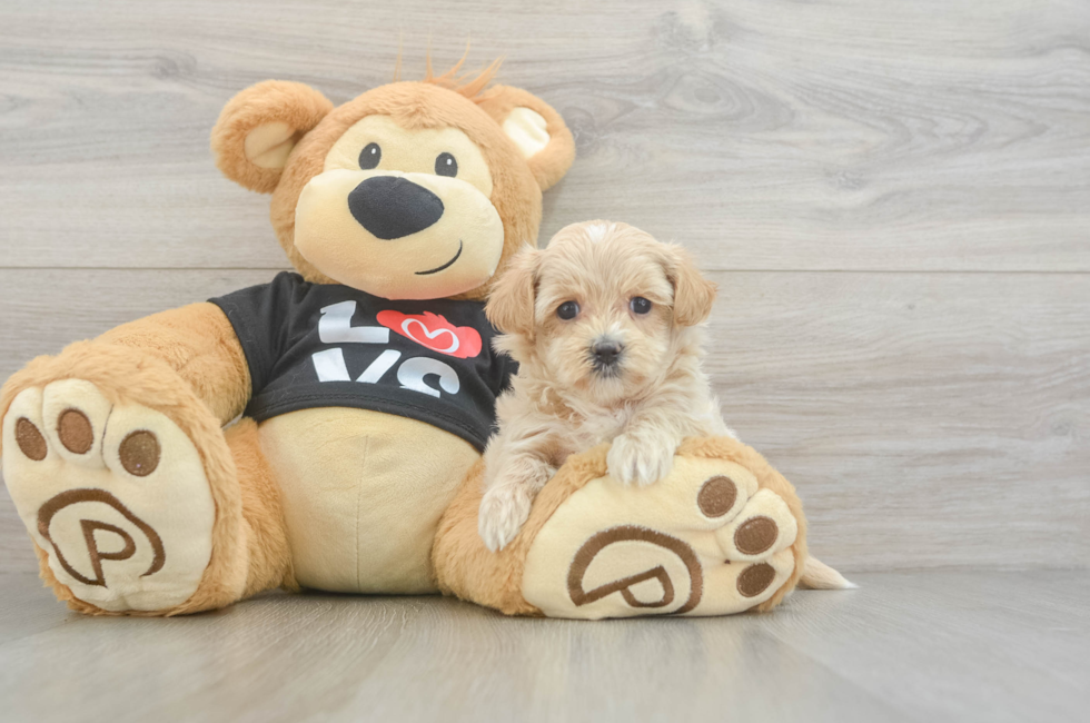 5 week old Maltipoo Puppy For Sale - Lone Star Pups