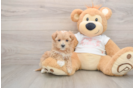 Petite Maltipoo Poodle Mix Pup