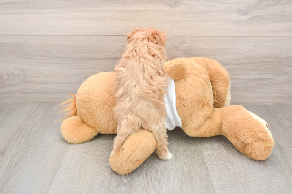 Smart Maltipoo Poodle Mix Pup