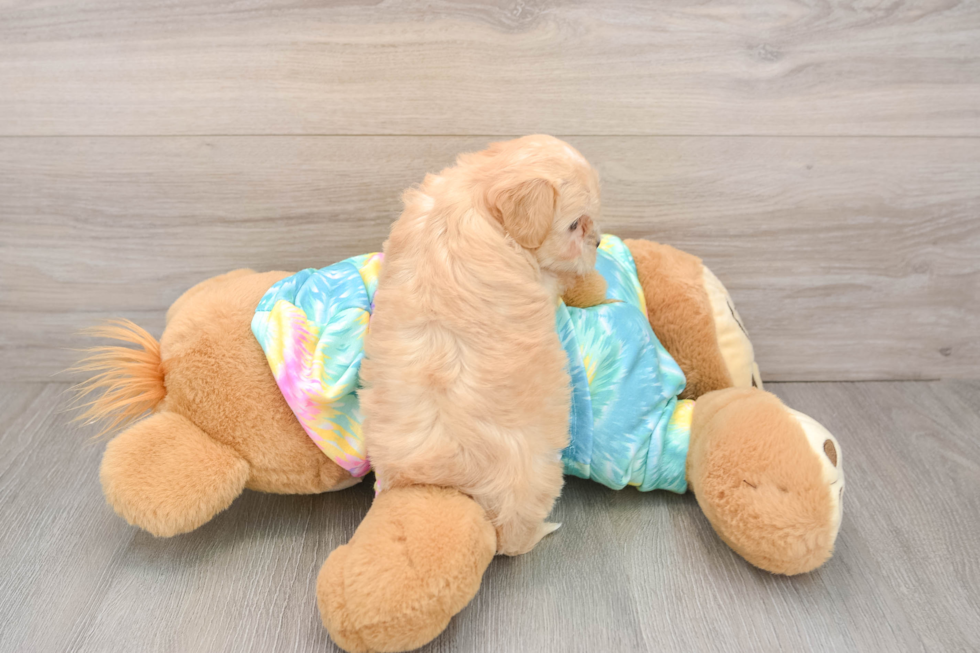 Little Moodle Poodle Mix Puppy