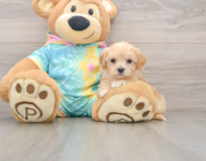 8 week old Maltipoo Puppy For Sale - Lone Star Pups