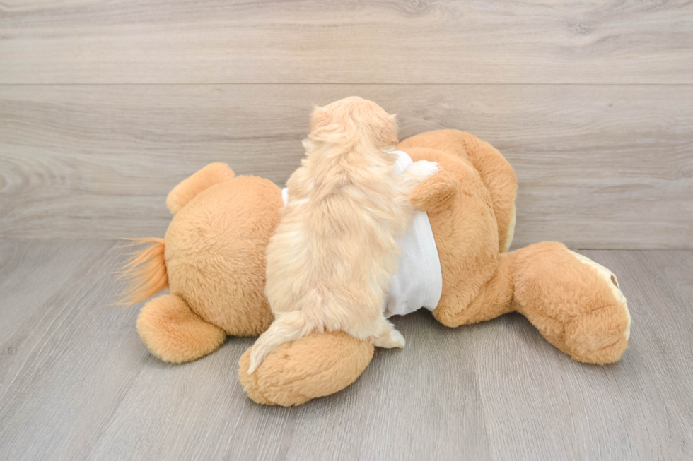 Maltipoo Puppy for Adoption