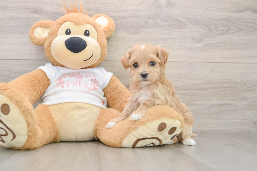 Smart Maltipoo Poodle Mix Pup
