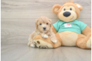 Smart Maltipoo Poodle Mix Pup
