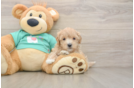 Maltipoo Pup Being Cute