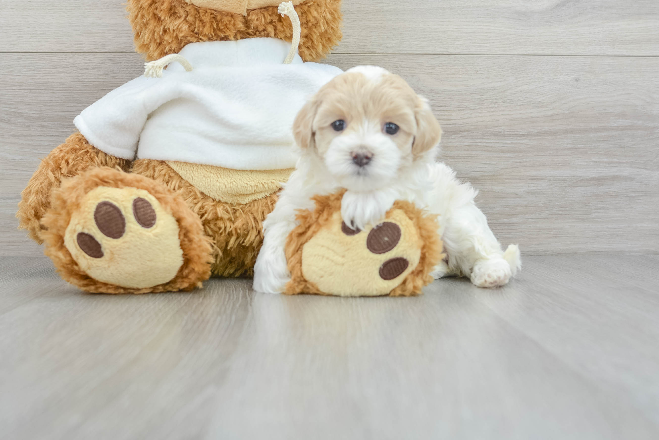 Best Maltipoo Baby