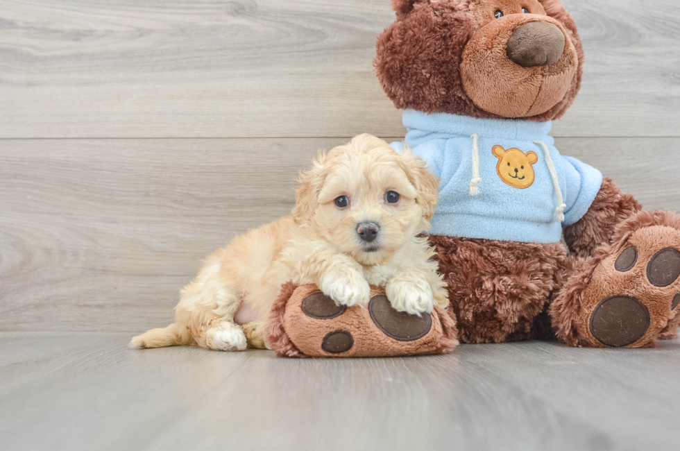 7 week old Maltipoo Puppy For Sale - Lone Star Pups