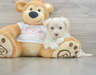 8 week old Maltipoo Puppy For Sale - Lone Star Pups