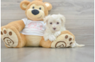 Maltipoo Puppy for Adoption