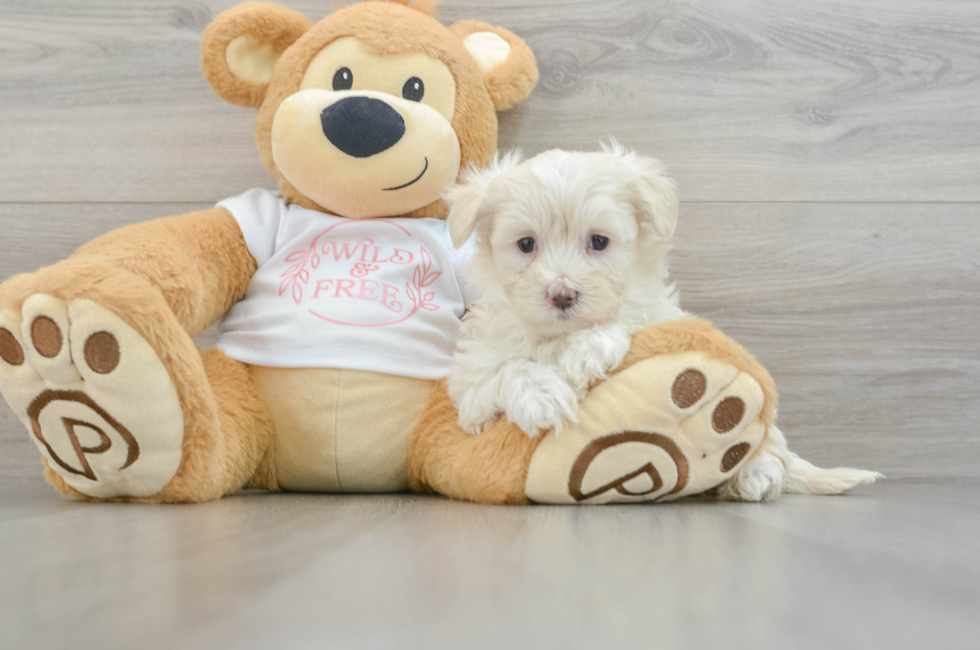 6 week old Maltipoo Puppy For Sale - Lone Star Pups