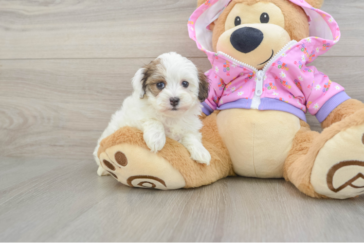 Sweet Maltipoo Baby