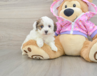 9 week old Maltipoo Puppy For Sale - Lone Star Pups