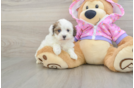 Sweet Maltipoo Baby