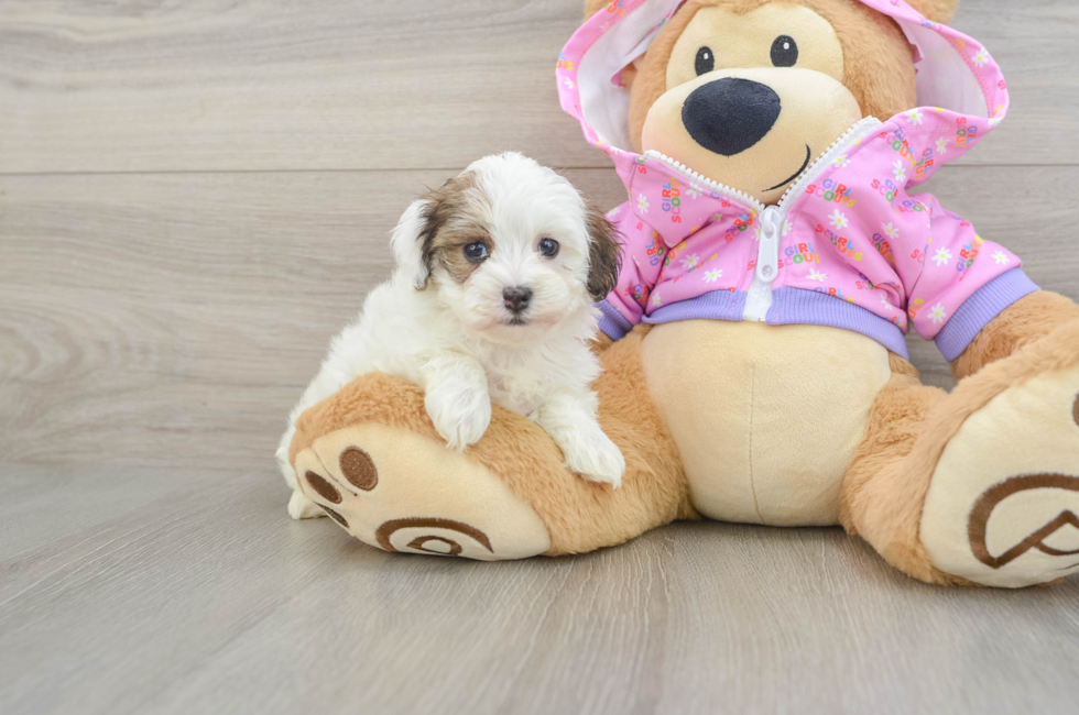 5 week old Maltipoo Puppy For Sale - Lone Star Pups