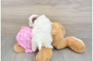 Playful Malt a Poo Poodle Mix Puppy