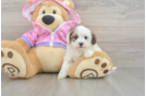 Best Maltipoo Baby