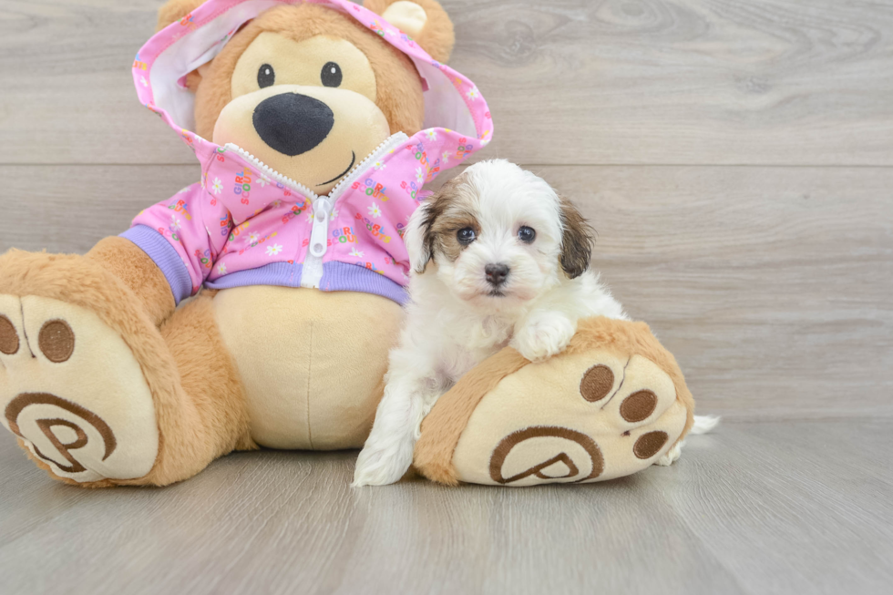 Best Maltipoo Baby