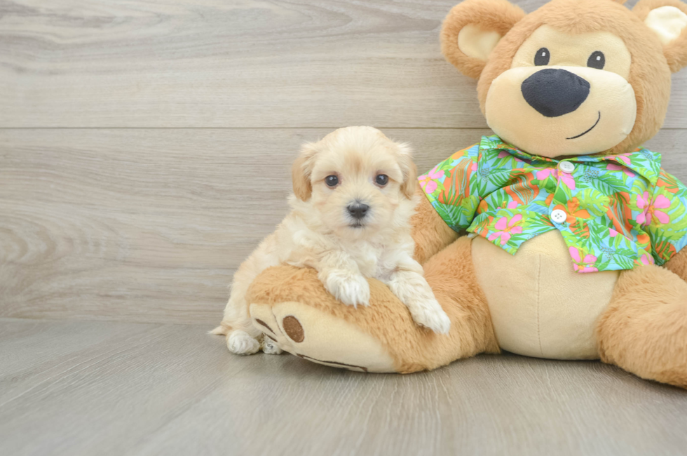 6 week old Maltipoo Puppy For Sale - Lone Star Pups