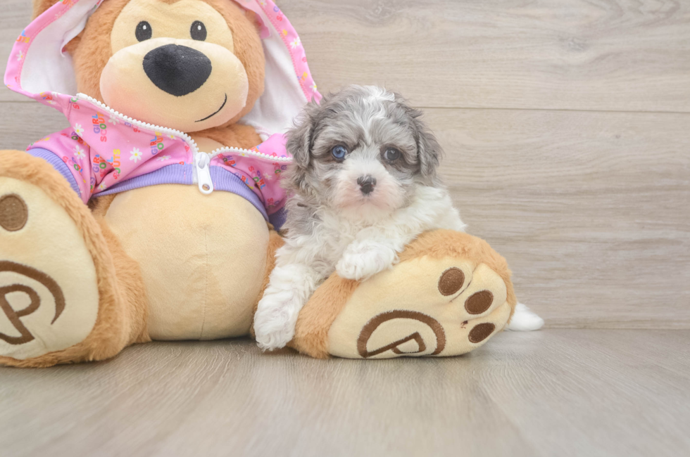 5 week old Maltipoo Puppy For Sale - Lone Star Pups