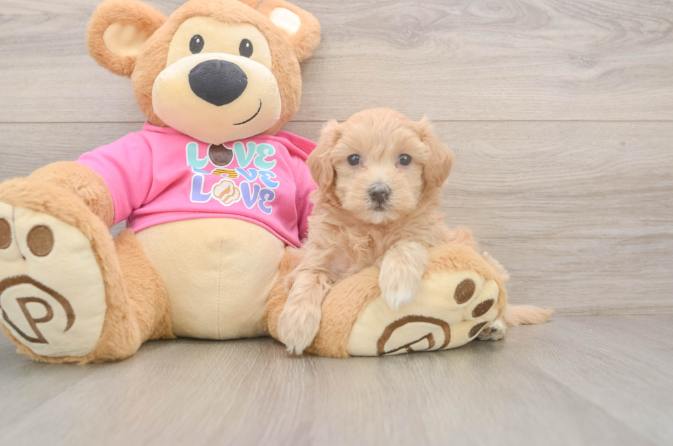 5 week old Maltipoo Puppy For Sale - Lone Star Pups