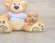 7 week old Maltipoo Puppy For Sale - Lone Star Pups