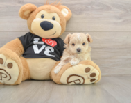 8 week old Maltipoo Puppy For Sale - Lone Star Pups