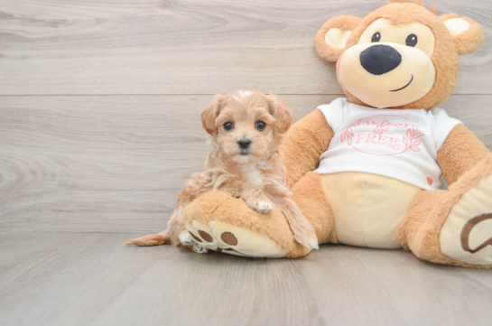 Best Maltipoo Baby