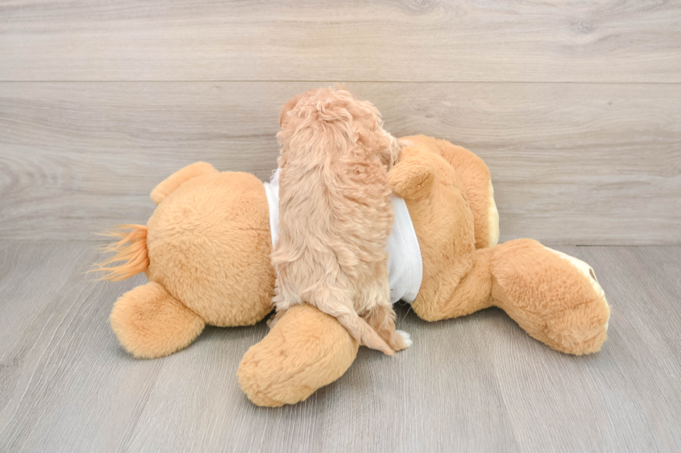 Maltipoo Puppy for Adoption