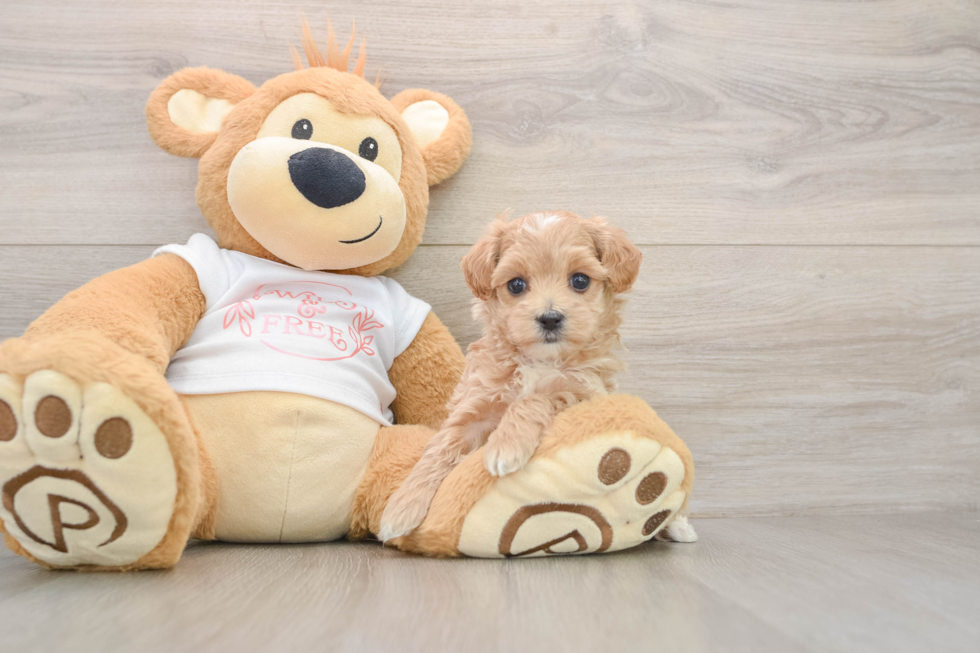 Maltipoo Puppy for Adoption