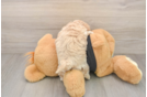 Maltipoo Puppy for Adoption