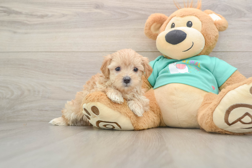 Maltipoo Pup Being Cute
