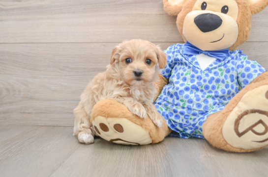 Maltipoo Puppy for Adoption