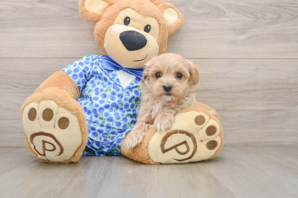 Maltipoo Pup Being Cute