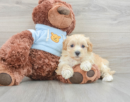 10 week old Maltipoo Puppy For Sale - Lone Star Pups