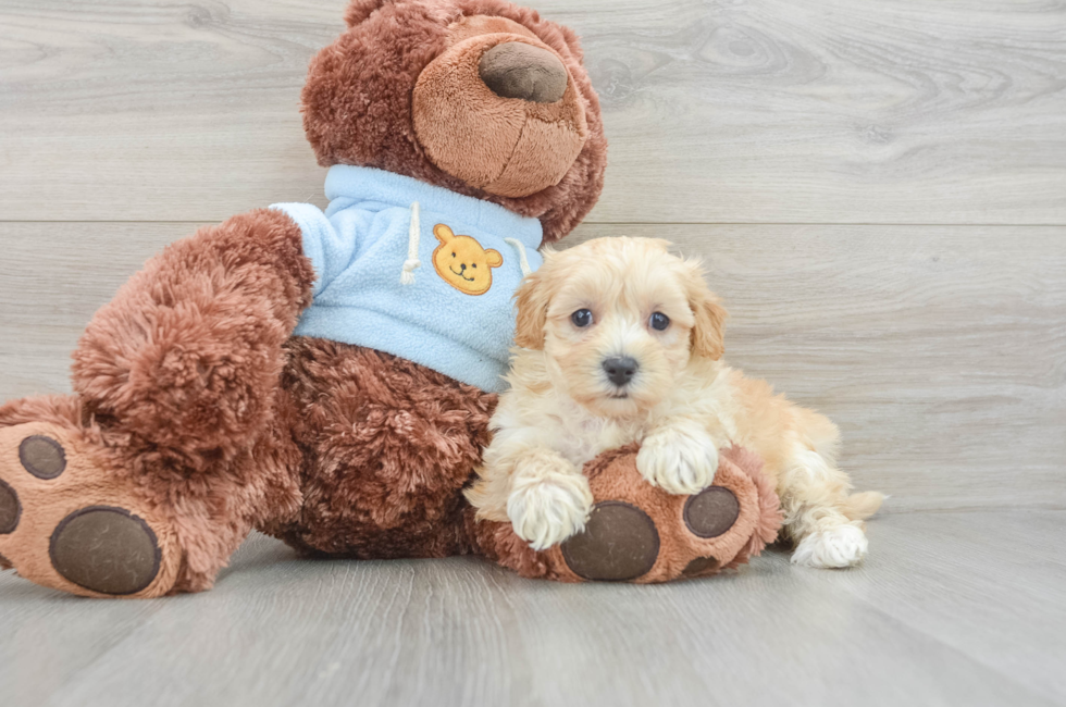 7 week old Maltipoo Puppy For Sale - Lone Star Pups