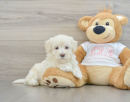 8 week old Maltipoo Puppy For Sale - Lone Star Pups