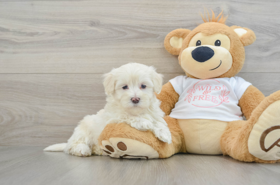 6 week old Maltipoo Puppy For Sale - Lone Star Pups